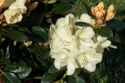 Rhododendron 'Graf Lennart' -Günstiges Erd Seele Geschäft b040895 Rhododendron Graf Lennart 69068 0