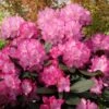 Rhododendron 'Blurettia' -Günstiges Erd Seele Geschäft b040934 Rhododendron Blurettia 0