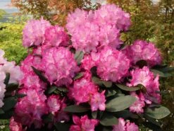 Rhododendron 'Blurettia'