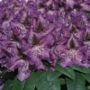 Rhododendron 'Blue Boy'