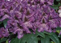 Rhododendron 'Blue Boy'