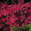 Japanische Azalee 'Rubinetta' 1 Japanische Azalee 'Rubinetta' -Günstiges Erd Seele Geschäft b045650 Japanische Azalee Rubinetta 0