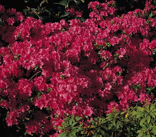 Japanische Azalee 'Rubinetta' 3 Japanische Azalee 'Rubinetta'