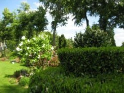 Kirschlorbeer / Lorbeerkirsche 'Etna' ® 23 Kirschlorbeer / Lorbeerkirsche 'Etna' ® -Günstiges Erd Seele Geschäft b054356 Kirschlorbeer Lorbeerkirsche Etna 74239 0