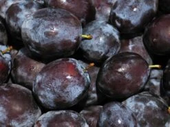 Säulen-Zwetsche 'Top' ®