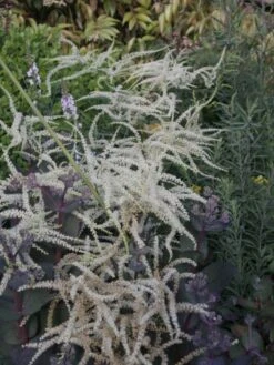 Geschlitzter Wald Geißbart 'Kneiffii' -Günstiges Erd Seele Geschäft b062449 Geschlitzter Wald Geissbart Kneiffii 0