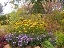 Kissen-Aster 'Prof. Anton Kippenberg' -Günstiges Erd Seele Geschäft b062548 Kissen Aster ProfAnton Kippenberg 49295 0