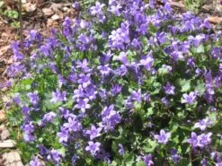 Dalmatiner Polster-Glockenblume -Günstiges Erd Seele Geschäft b062976 Dalmatiner Polster Glockenblume 169347 0