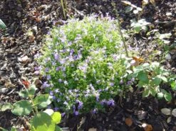 Dalmatiner Polster-Glockenblume -Günstiges Erd Seele Geschäft b062976 Dalmatiner Polster Glockenblume 381089 0