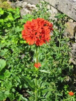 Lichtnelke, Brennende Liebe -Günstiges Erd Seele Geschäft b065177 Lichtnelke Brennende Liebe 215890 0