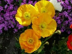Zwergiger Island Mohn 'Gartenzwerg' -Günstiges Erd Seele Geschäft b065594 Zwergiger Island Mohn 219390 0