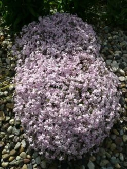 Teppich-Flammenblume 'Candy Stripes' -Günstiges Erd Seele Geschäft b065836 Polster Flammenblume 116456 0