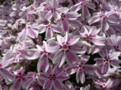 Teppich-Flammenblume 'Candy Stripes' -Günstiges Erd Seele Geschäft b065836 Polster Flammenblume 116456 1