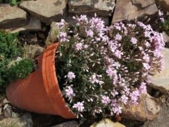 Teppich-Flammenblume 'Candy Stripes' -Günstiges Erd Seele Geschäft b065836 Polster Flammenblume 159971 0