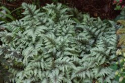 Brokatfarn 'Metallicum' / 'Pictum' -Günstiges Erd Seele Geschäft b067386 Garten Brokatfarn Garten Regenbogenfarn 68246 0