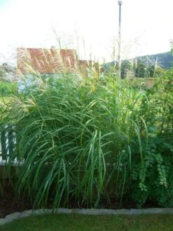 Chinaschilf 'Kleine Fontäne' -Günstiges Erd Seele Geschäft b067634 Garten Chinaschilf 59183 0