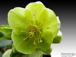 Korsische Nieswurz 25 Korsische Nieswurz -Günstiges Erd Seele Geschäft b068524 Korsische Nieswurz 199148 0