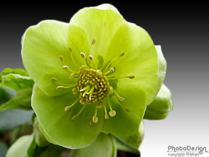 Korsische Nieswurz 14 Korsische Nieswurz – Bild 12