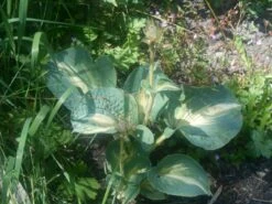 Großblättrige Funkie 'Color Glory' -Günstiges Erd Seele Geschäft b072055 Grossblaettrige Funkie Color Glory 381395 0