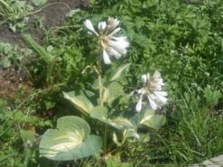 Großblättrige Funkie 'Color Glory' -Günstiges Erd Seele Geschäft b072055 Grossblaettrige Funkie Color Glory 381395 4