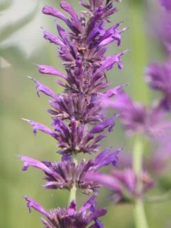 Duftnessel 'Sangria' -Günstiges Erd Seele Geschäft b074211 Duftnessel Sangria 0