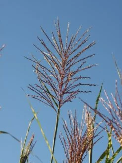 Chinaschilf 'Giraffe' -Günstiges Erd Seele Geschäft b099999 Chinaschilf Giraffe 0