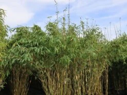 Bambus 'Deep Forest' ®