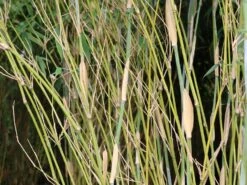 Bambus 'Deep Forest' ® -Günstiges Erd Seele Geschäft bambus deep forest m092474 w 0