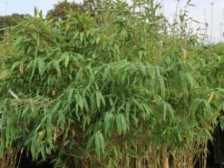 Bambus 'Deep Forest' ® -Günstiges Erd Seele Geschäft bambus deep forest m092474 w 1