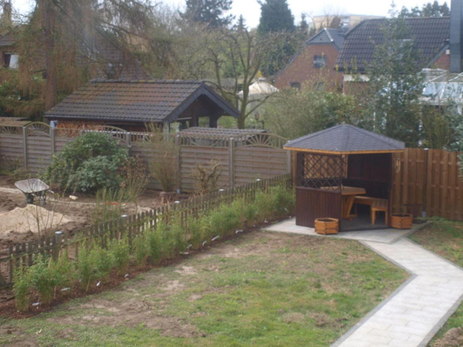 Bambus 'Jumbo' 14 Bambus 'Jumbo' – Bild 12