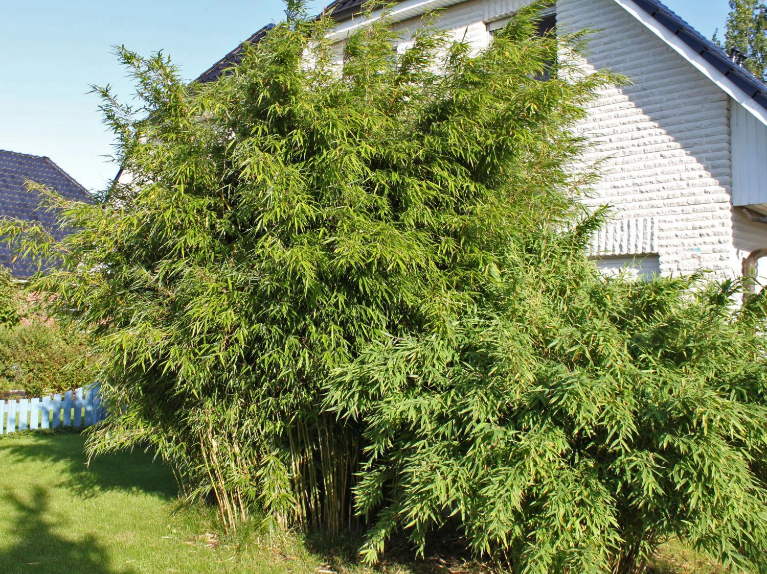 Bambus 'Jumbo' 3 Bambus 'Jumbo'