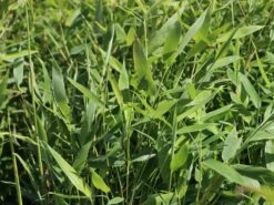 Bambus 'Jumbo' 17 Bambus 'Jumbo' -Günstiges Erd Seele Geschäft bambus jumbo m006996 w 0