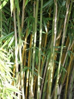 Bambus 'Jumbo' 24 Bambus 'Jumbo' -Günstiges Erd Seele Geschäft bambus jumbo m006996 w 1