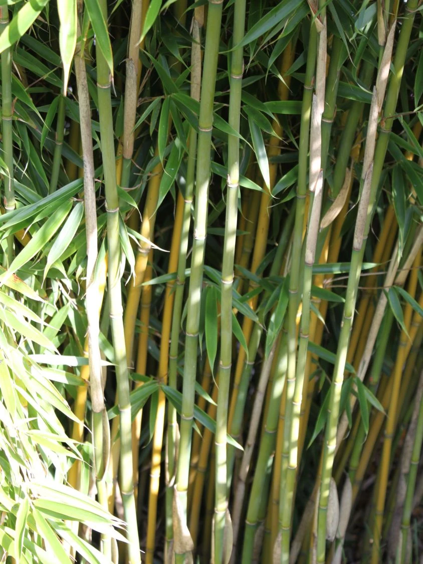 Bambus 'Jumbo' 12 Bambus 'Jumbo' – Bild 10