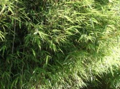 Bambus 'Jumbo' 23 Bambus 'Jumbo' -Günstiges Erd Seele Geschäft bambus jumbo m006996 w 2