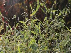 Bambus 'Jumbo' 18 Bambus 'Jumbo' -Günstiges Erd Seele Geschäft bambus jumbo m006996 w 3