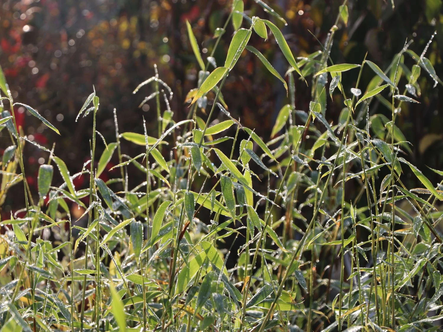 Bambus 'Jumbo' 6 Bambus 'Jumbo' – Bild 4