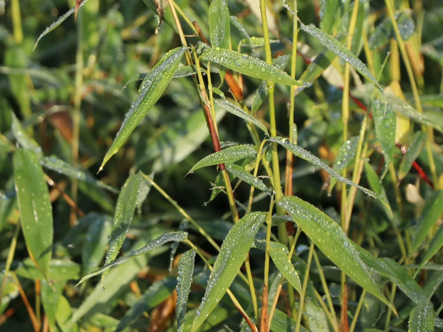 Bambus 'Jumbo' 7 Bambus 'Jumbo' – Bild 5