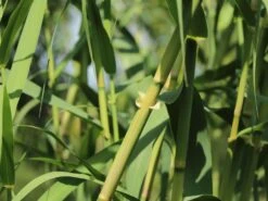 Bambus 'Jumbo' 22 Bambus 'Jumbo' -Günstiges Erd Seele Geschäft bambus jumbo m006996 w 5