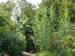 Bambus 'Jumbo' 21 Bambus 'Jumbo' -Günstiges Erd Seele Geschäft bambus jumbo m006996 w 6