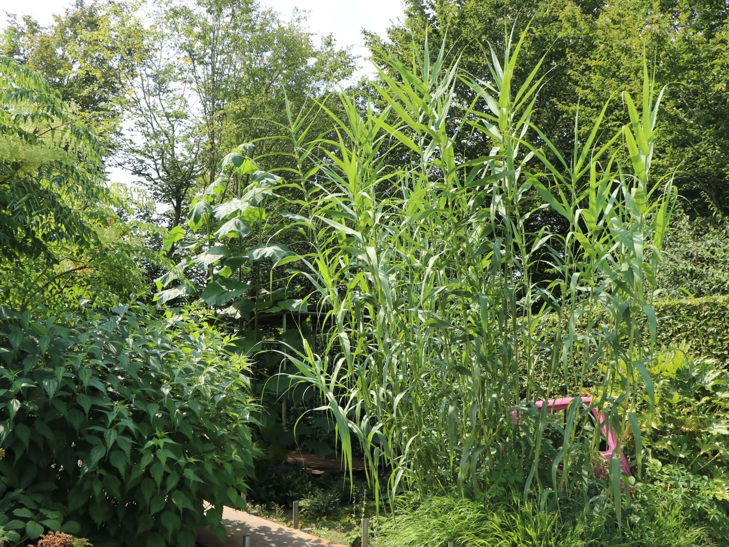 Bambus 'Jumbo' 9 Bambus 'Jumbo' – Bild 7