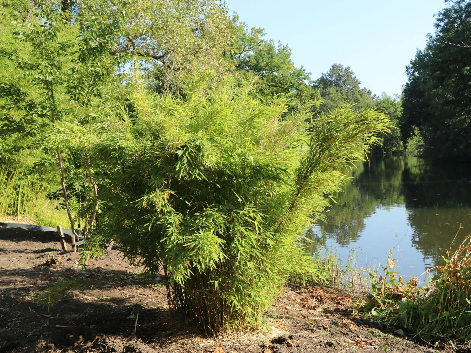 Bambus 'Jumbo' 8 Bambus 'Jumbo' – Bild 6