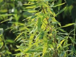 Bambus 'Jumbo' 25 Bambus 'Jumbo' -Günstiges Erd Seele Geschäft bambus jumbo m006996 w 8