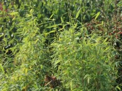 Bambus 'Jumbo' 16 Bambus 'Jumbo' -Günstiges Erd Seele Geschäft bambus jumbo m006996 w 9