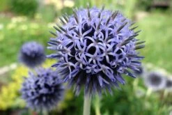 Banater Kugeldistel 'Taplow Blue' -Günstiges Erd Seele Geschäft banater kugeldistel taplow blue m044721 70065 0