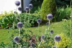 Banater Kugeldistel 'Taplow Blue' -Günstiges Erd Seele Geschäft banater kugeldistel taplow blue m044721 70065 1
