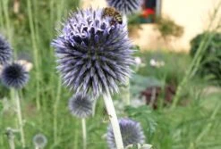 Banater Kugeldistel 'Taplow Blue' -Günstiges Erd Seele Geschäft banater kugeldistel taplow blue m044721 70065 2