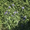 Banater Kugeldistel 'Taplow Blue' 2 Banater Kugeldistel 'Taplow Blue' -Günstiges Erd Seele Geschäft banater kugeldistel taplow blue m044721 h 0