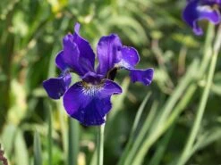 Bartlose Schwertlilie 'Silver Edge' -Günstiges Erd Seele Geschäft bartlose schwertlilie silver edge m059287 w 1