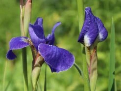 Bartlose Schwertlilie 'Silver Edge' -Günstiges Erd Seele Geschäft bartlose schwertlilie silver edge m059287 w 2